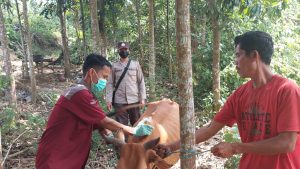 Sigap Tangani PMK, Masyarakat Apresiasi Polsek Robatal