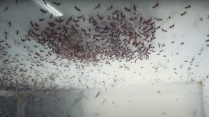 Inovasi Baru Pencegah Demam Berdarah