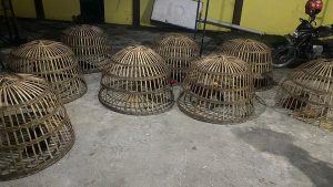 Judi Sabung Ayam Di Lamongan Di Grebek
