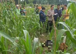 Warga Nganjuk Geger Penemuan Mayat Perempuan di Kebun Jagung