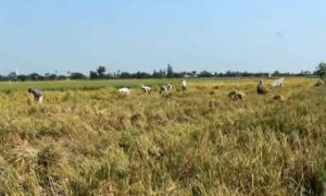 Petani Jombang Resah, Tanaman Padi Banyak Terserang Hama