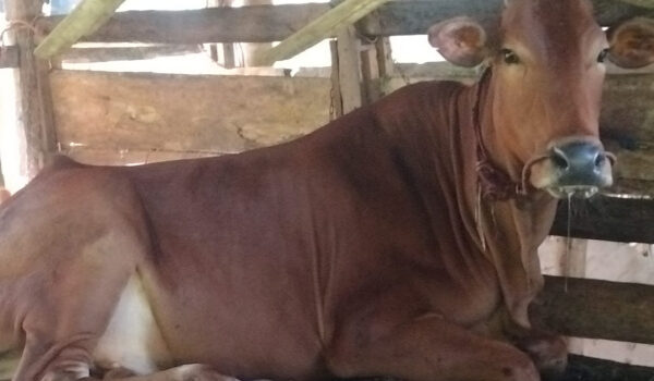 IMG 20241230 105545 600x350 1