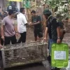 bksda menyita kera yang dipelihara warga yang dipandang jadi penyebab kedatangan kera lainnya ke desa tersebut