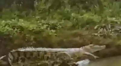 buaya sidoarjo