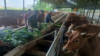 Belasan Sapi di Sumenep Terjangkit PMK, Ini Langkah Pemkab