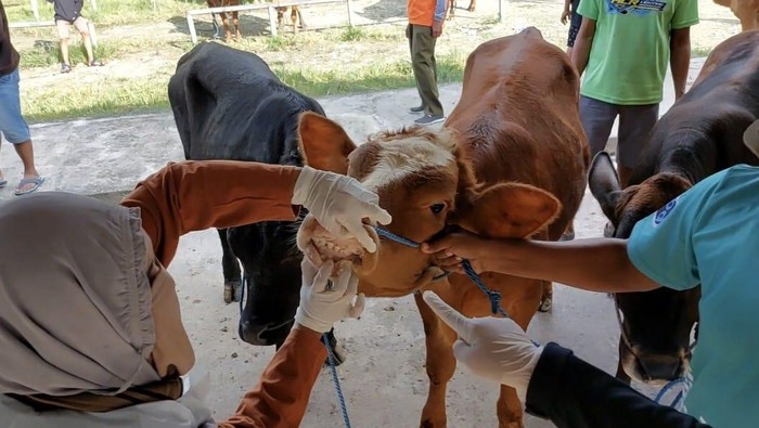 pemeriksaan hewan di pasar hewan lamongan 169