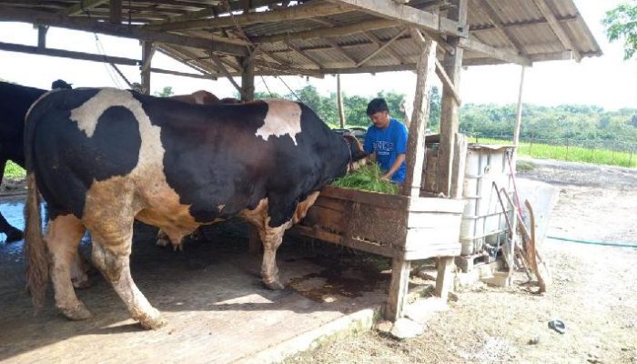 Presiden Prabowo Beli Sapi Kurban Milik Warga Bangkalan